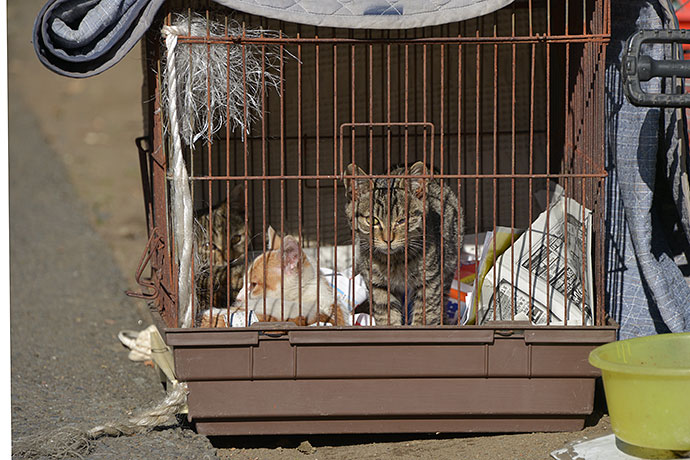 街のねこたち