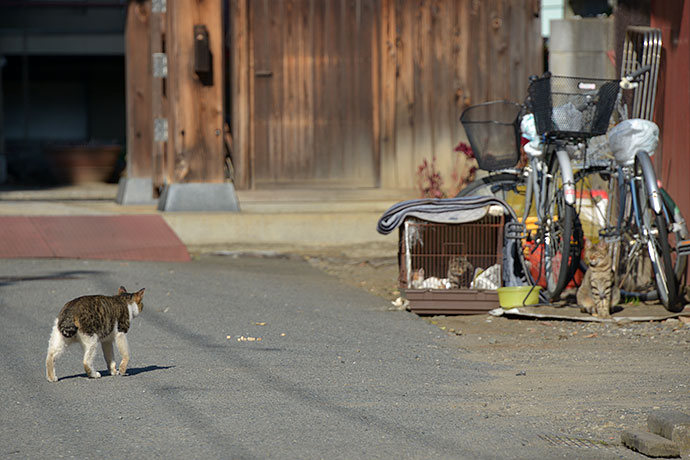 街のねこたち