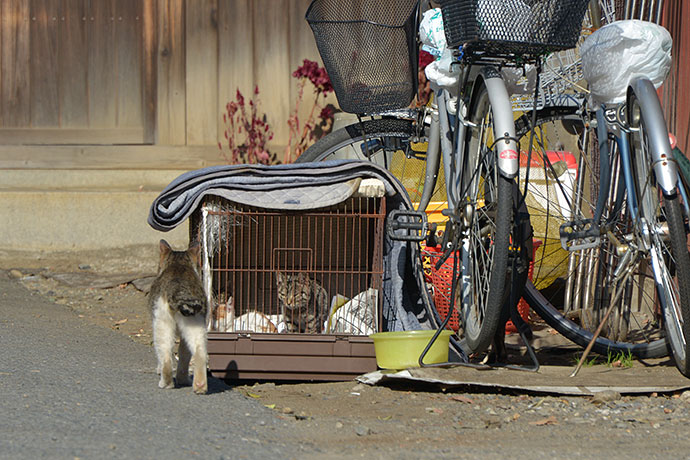 街のねこたち