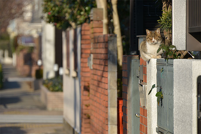 街のねこたち