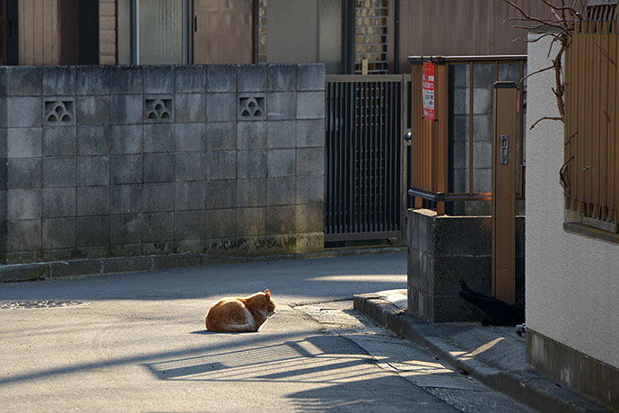 街のねこたち