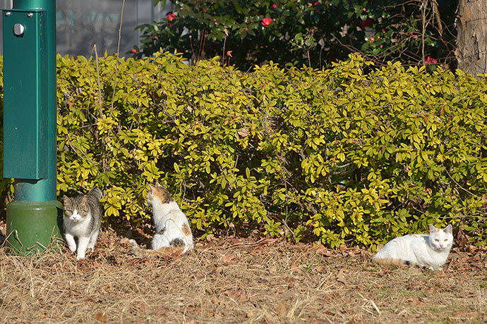 街のねこたち