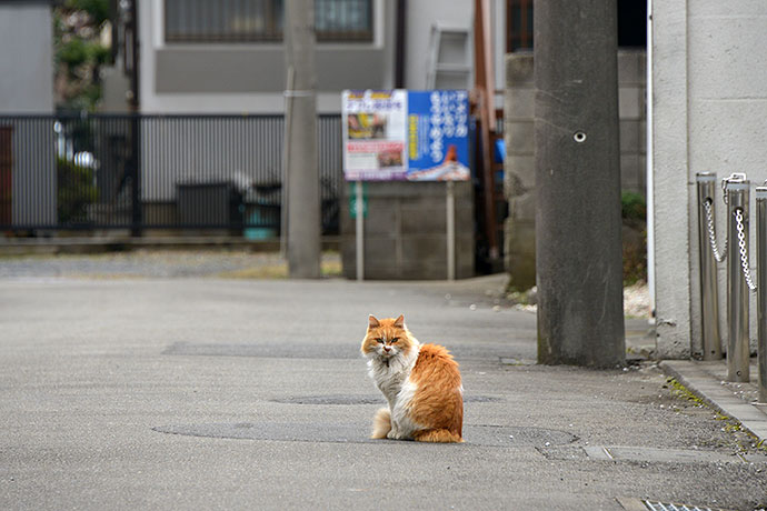 街のねこたち