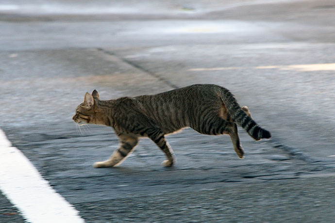 街のねこたち