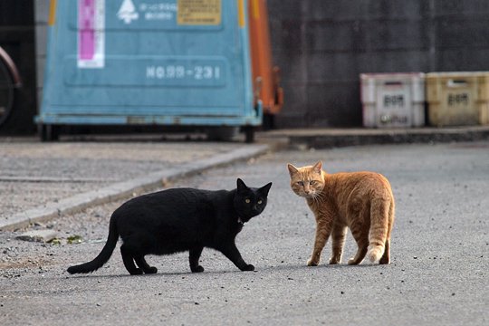 街のねこたち