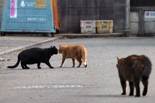 街のねこたち