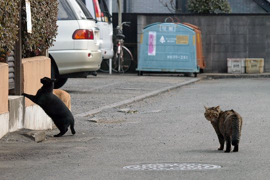 街のねこたち