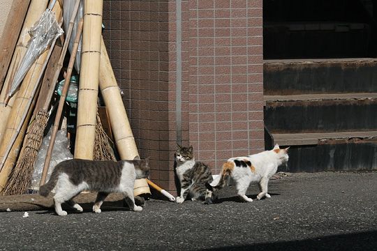 街のねこたち