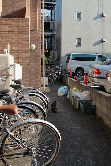 街のねこたち