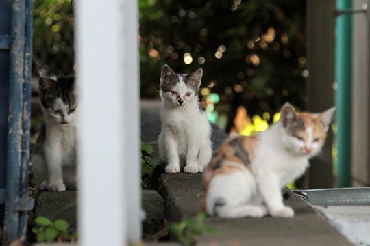 街のねこたち
