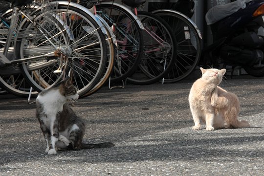 街のねこたち