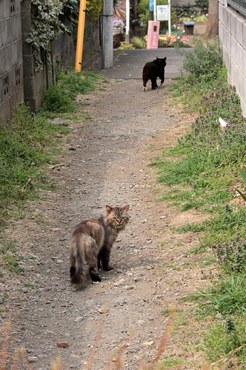 街のねこたち