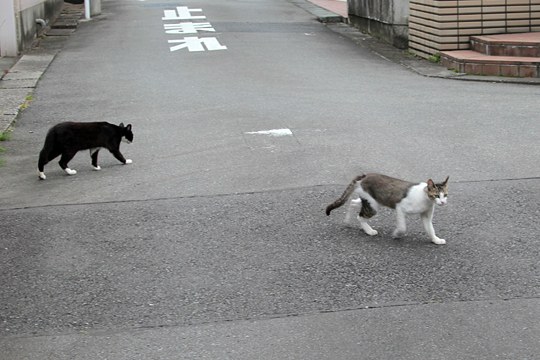 街のねこたち