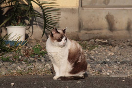 街のねこたち
