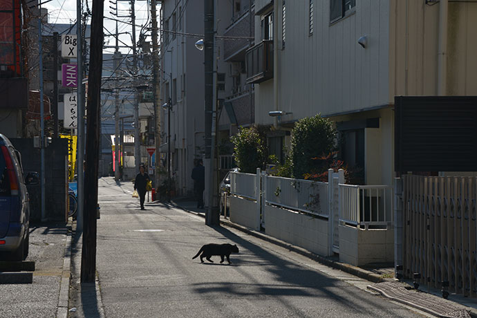 街のねこたち