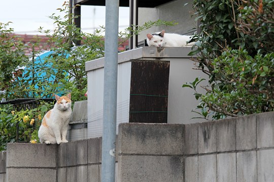 街のねこたち