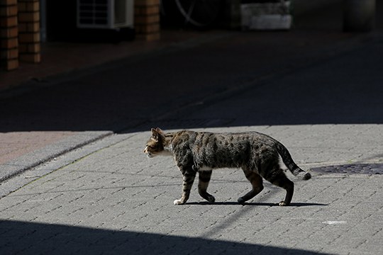 街のねこたち