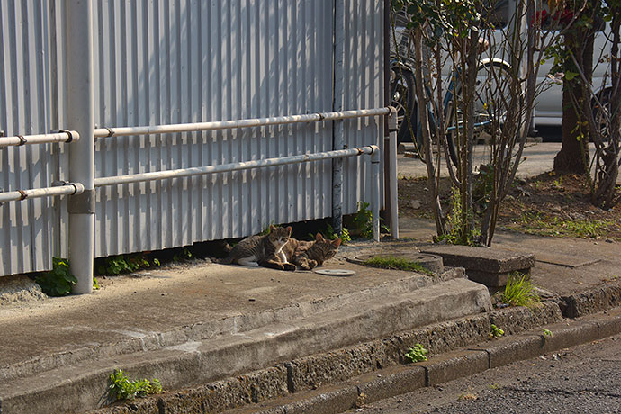街のねこたち
