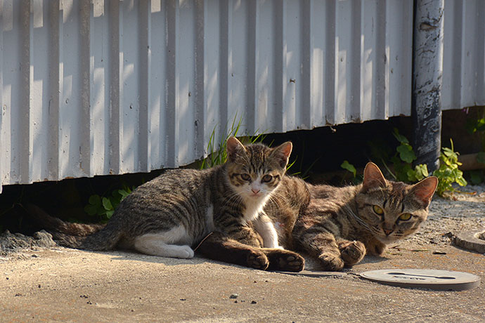 街のねこたち