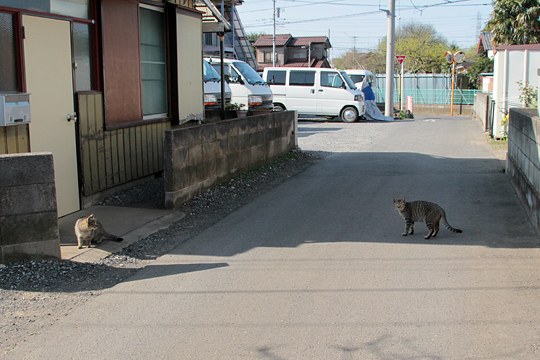 街のねこたち