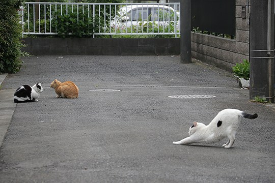 街のねこたち