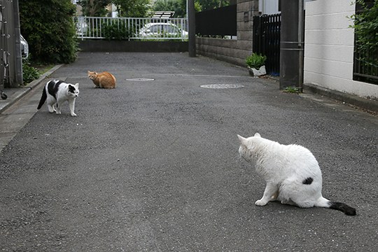 街のねこたち