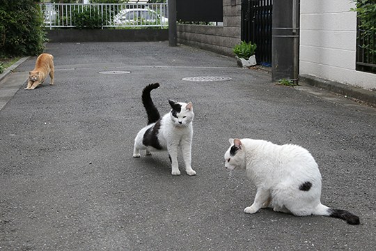 街のねこたち