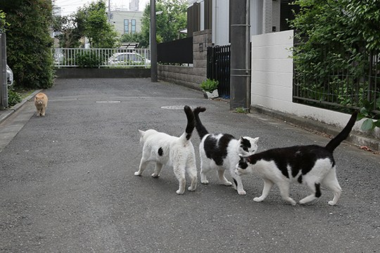 街のねこたち