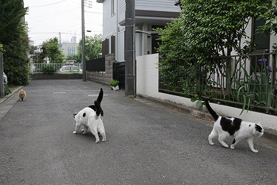 街のねこたち