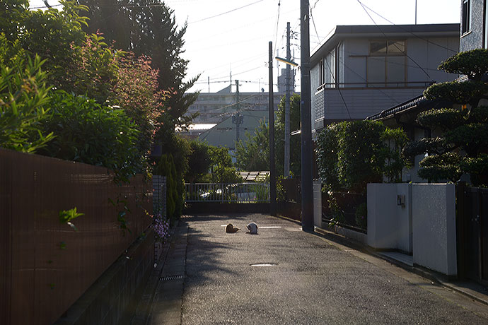 街のねこたち