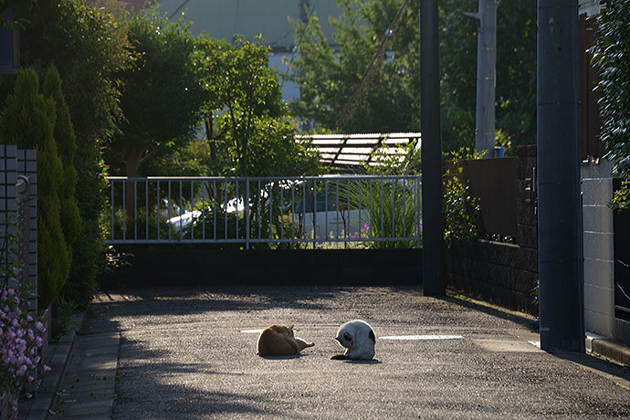 街のねこたち