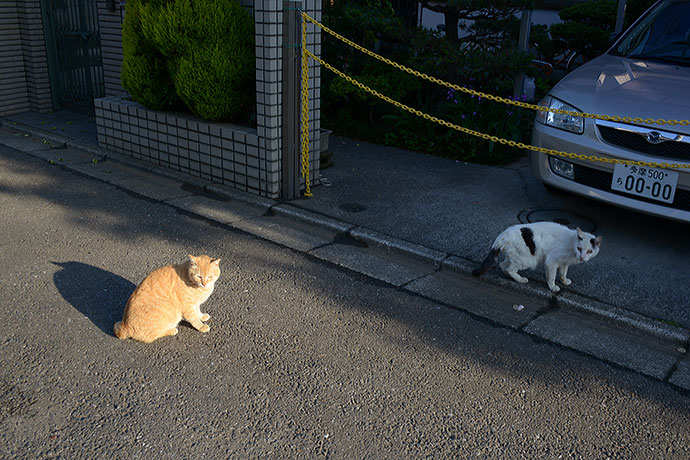 街のねこたち