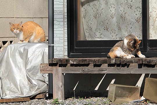 街のねこたち