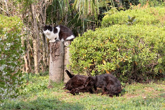 街のねこたち