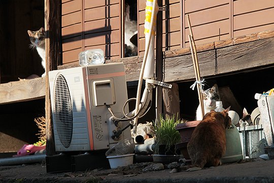 街のねこたち