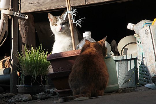 街のねこたち