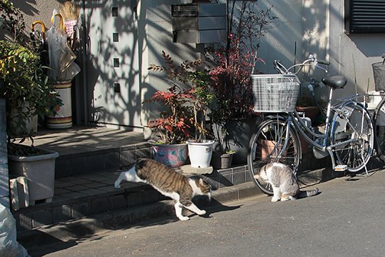 街のねこたち