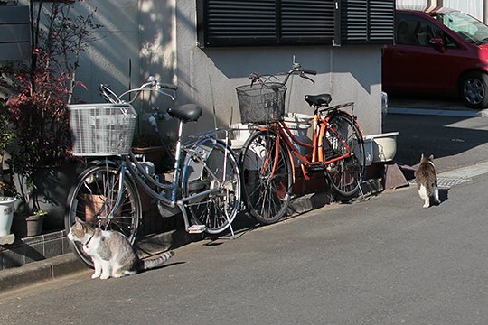 街のねこたち