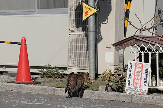 街のねこたち