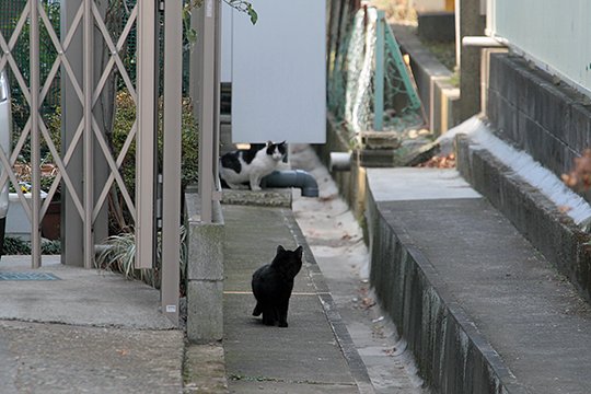 街のねこたち