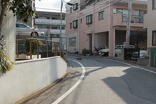 街のねこたち