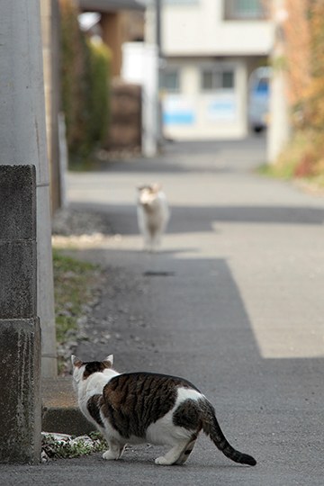 街のねこたち
