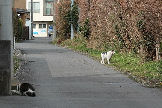 街のねこたち