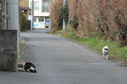 街のねこたち