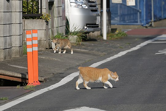 街のねこたち