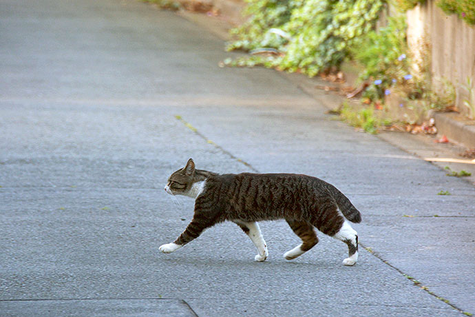 街のねこたち