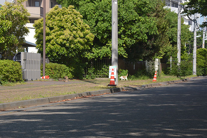 街のねこたち