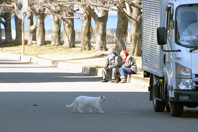 街のねこたち
