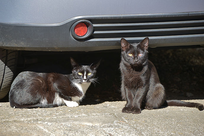 街のねこたち