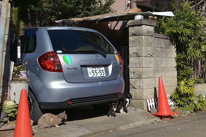 街のねこたち